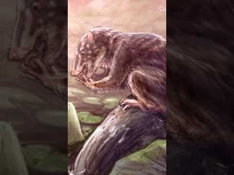 Fossil of new ancient mammal found in Colorado