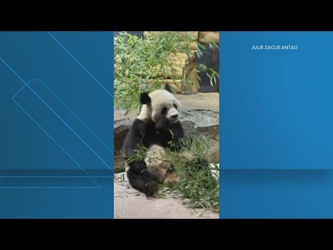 Sneak peak of the pandas at the National Zoo