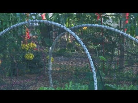 Preparing warm-season crops for frost