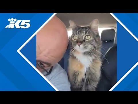 Stolen cat reunited with family in Everett