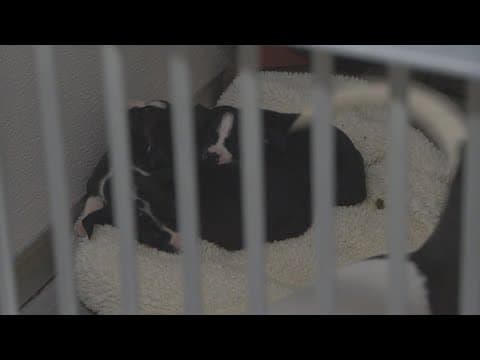 Why you should think twice before gifting a pet this holiday season