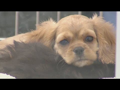 California puppy mill crackdown: Three bills await Gov. Newsom's signature