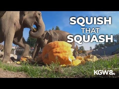 Squish that squash! Oregon Zoo holds annual 'Squishing of the Squash' for the elephants