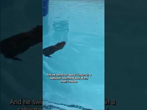 Neuty the Nutria, a Bucktown celebrity