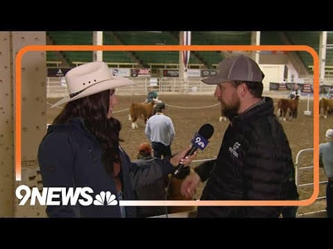 Miniature Herefords make appearance at National Western Stock Show