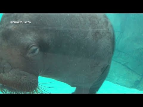 Walruses coming back to Indianapolis Zoo