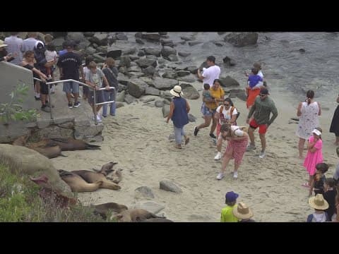 Warning: Keep a safe distance from La Jolla sea lions when visiting San Diego