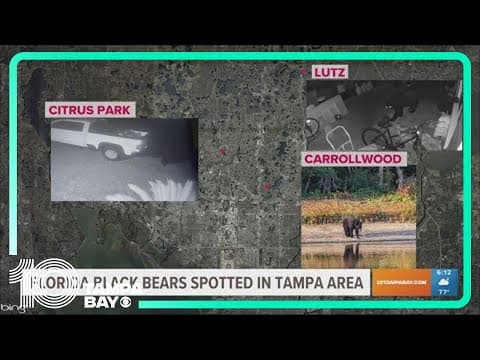 Florida black bears spotted in Tampa area