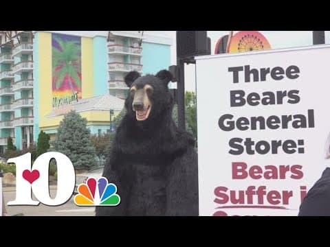 Robotic PETA bear warns people outside Three Bears General Store in Pigeon Forge
