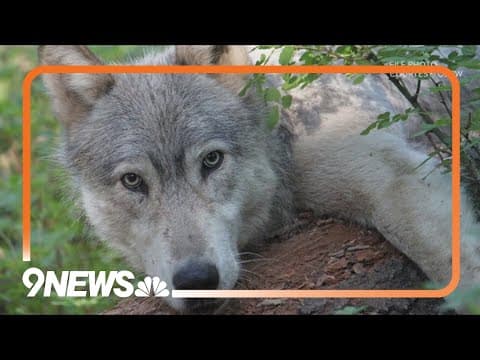Wolf pup could be 9 weeks old, Colorado biologist says
