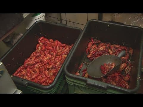 Crawfish season: Why prices are up this year; how to eat them