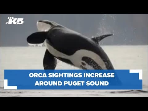 Orca sightings increase across Puget Sound