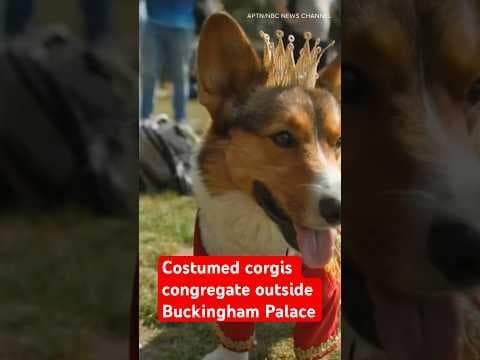 Doggone cute! Costumed corgis congregate outside Buckingham Palace