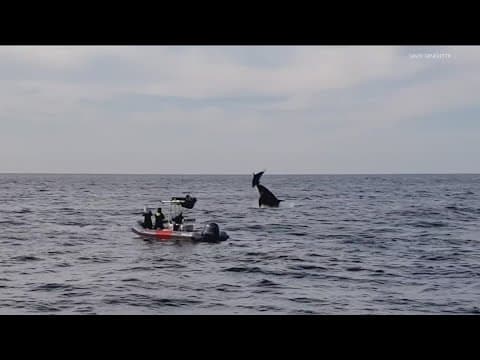 Killer whales spotted hunting dolphins off coast of San Diego