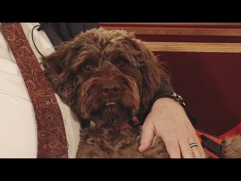 Knoxville labradoodle comforts the grieving