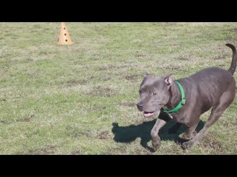 Tailwaggers: Meet Griffin