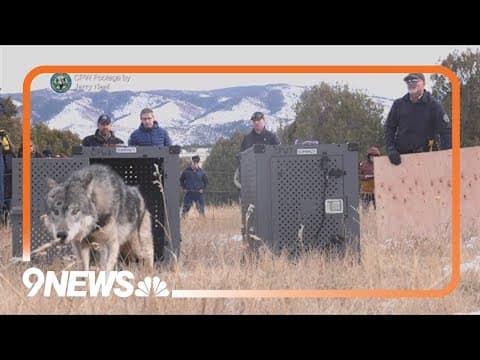 Wolf found dead in Colorado likely killed by mountain lion