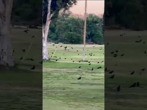 Here’s the history of San Diego’s growing Crow population