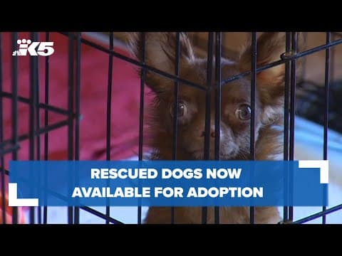 Rescued dogs now available for adoption