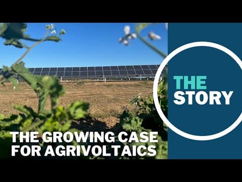 ‘It's a true synergy’: OSU research shows promise of combining solar energy with agriculture