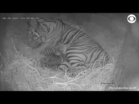 Tiger triplets born at London Zoo