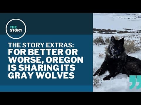 Oregon is sending some of its wolves to Colorado | The Story extras