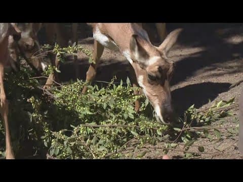 Zoo Day | Peninsula Pronghorn