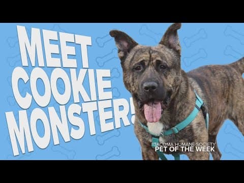 Pet Rescue of the Week: Cookie Monster