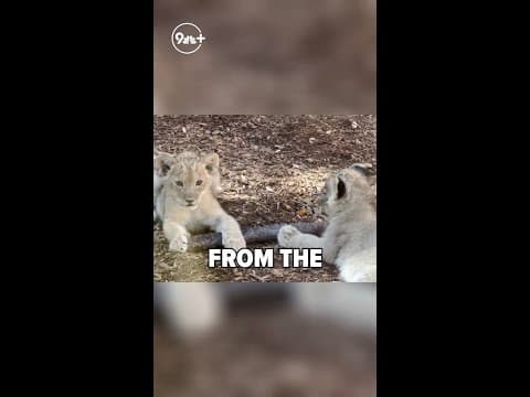 Denver Zoo lion cubs to make their public debut