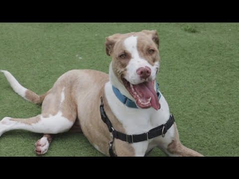 A life-extension drug for man’s best friend could give your pet more dog years