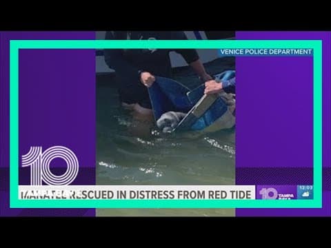 Crews rescue manatee distressed from red tide in Sarasota County