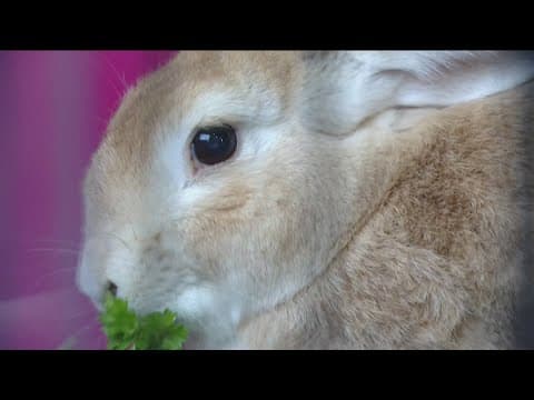 San Diego rabbit rescue wins fight against suspected online scam