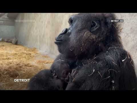 Detroit Zoo celebrates birth of a baby gorilla, the first in its 96-year history