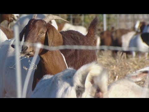 Officials say do not feed, disturb wildfire prevention goats