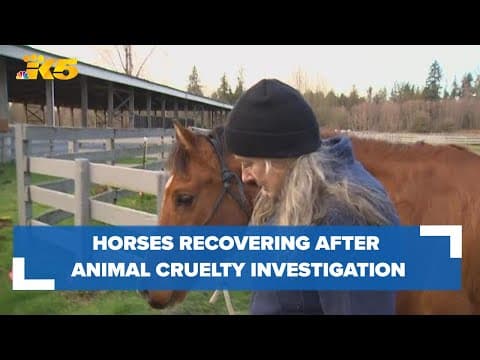 Over 20 horses seized from Pierce County property recovering, investigation continues