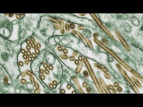 Health officials confirm country's first bird flu-related human death