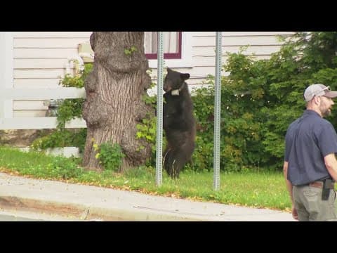 'Elden the Black Bear' captured after wandering from tree to tree in Herndon