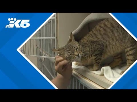 New facial recognition technology aims to help shelters reunite pets with owners