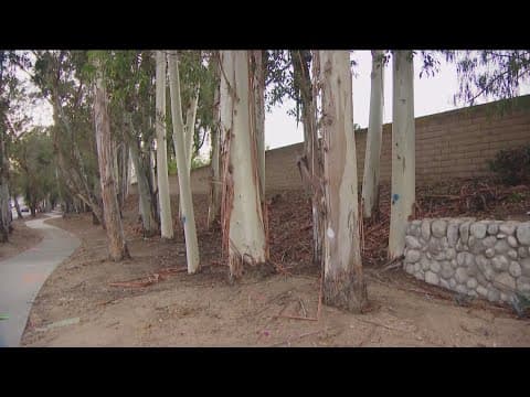 Crews begin removing hazardous trees along key evacuation routes in Poway