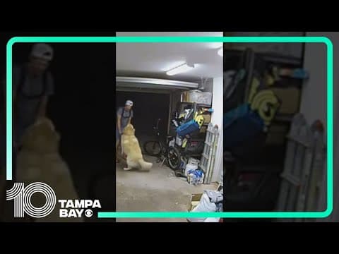 Golden retriever lies down for belly rubs from dog-loving bike thief 🎥: San Diego Police Dept.