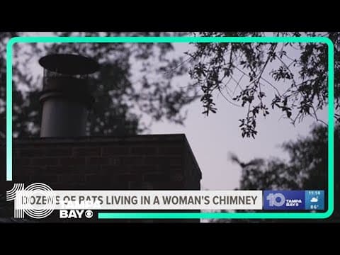 Bats living in Florida woman's chimney, but legally she can't relocate them