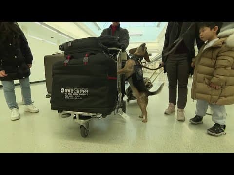Beagle Brigade sniffs out illegal foods from abroad at airports nationwide