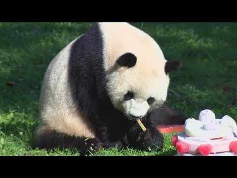 It's time for another panda party at the zoo | The Night Cap