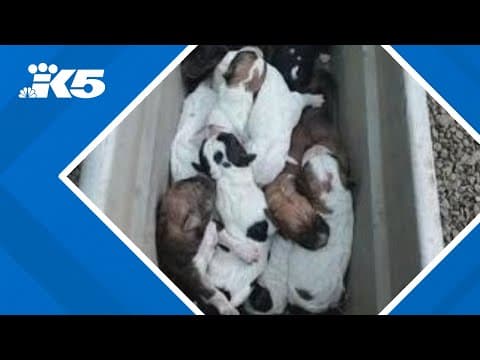 Caring Hearts 4 Paws dog rescue in Olympia saves abandoned puppies