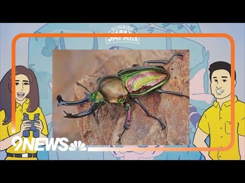 Sunrise Safari: Rainbow stag beetle