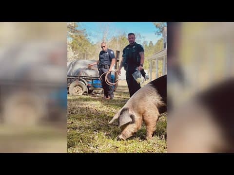 Hog wild: Pig-wrangling post goes viral on local sheriff's office social media