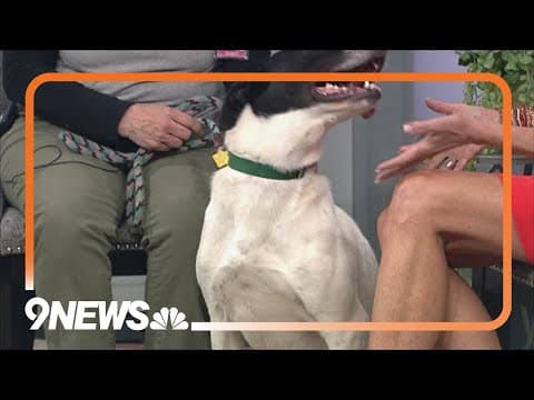 Petline9: Sheldon is ready to find his new best home