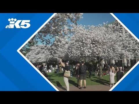 Tool to better predict timing of cherry blossom bloom nears completion