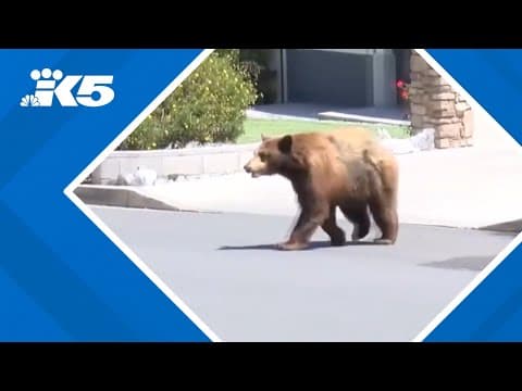 Bear breaks into five California homes