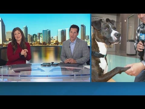 San Diego Humane Society is overcapacity, offering $20 dog adoptions